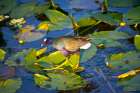 Florida-Sarasota-Celery Fields-Purple Gallinule Art Print